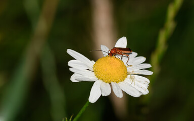 Żółty kwiatek z białymi płatkami rumianek latem, na nim siedzi chrząszcz zmięk © Paweł Kacperek