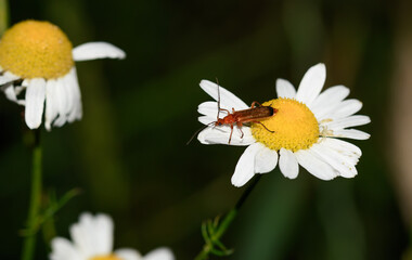 Makro na łące, zmięk żolty siedzi na rumianku  © Paweł Kacperek