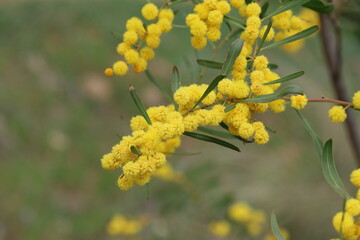 yellow blooms of Acacia saligna, also known as Golden Wattle or Blue-leaf Wattle