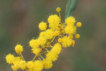 yellow blooms of Acacia saligna, also known as Golden Wattle or Blue-leaf Wattle