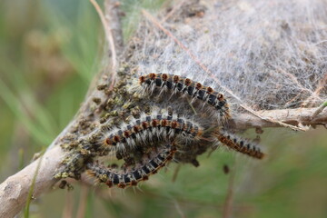Pine processionary moth (Thaumetopoea pityocampa) and cocoon on pine tree