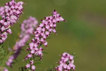 Winter heath, Winter Flowering Heather or Spring heath (Erica carnea). Pink flowers. Flowering from the end of the winter. Close up.  Netherlands, March