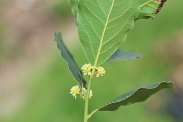 blooms of Laurus nobilis, commonly known as Bay Laurel