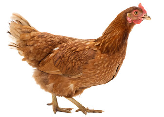 Fototapeta premium Brown Hen Standing Side View — Isolated on White Background as Transparent. PNG. AI GENERATED