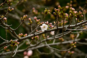 咲初めの桜