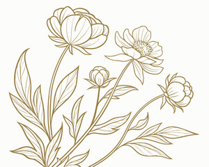 Elegant peony flower line art illustration on white background, botanical drawing.