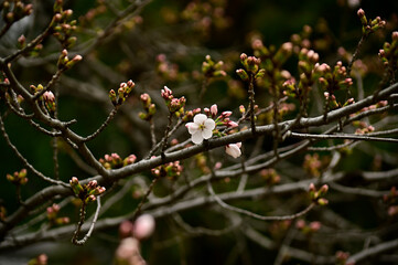 咲初めの桜