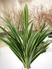 葉物　キキョウラン