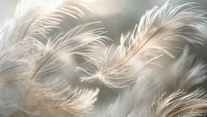 Fototapeta premium White delicate feathers