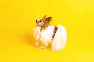 Pies rasy papillon i bańki. Sesja w studio