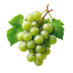 Fresh green grapes with leaves on a white background. a cluster of fresh green grapes, plump and juicy, realistic lighting, isolated on white background 