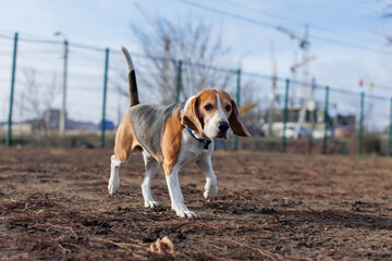 A Beagle dog walks on a walking area