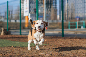 A Beagle dog walks on a walking area