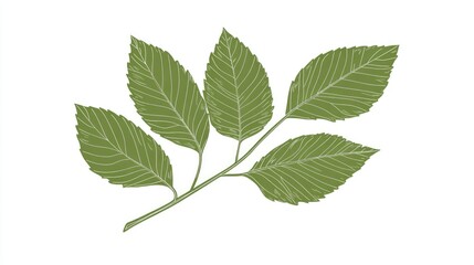 Obraz premium beautiful green leaves isolated on white background