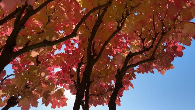 Fall viburnum leaves, autumn tints with sun reflections on foliage of water elder, cramp bark, cranberrybush.