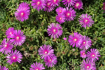Parterre de fleurs roses pourpier vivace carmin