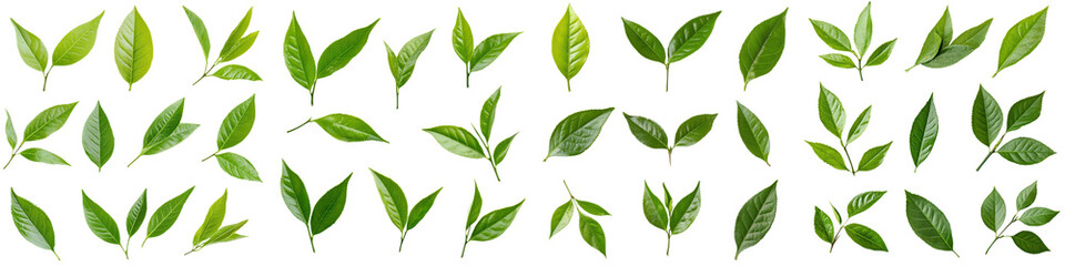 Diverse assortment of vibrant green leaves from various plants and trees arranged in a natural botanical setting