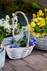 Blue pansy flowers in a white wicker basket