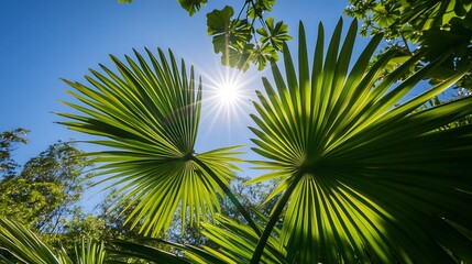  The bright, fan-shaped leaves of a windmill palm softly reflecting the morning sun, set against a tropical backdrop. 