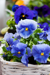 Blue pansy flowers in a white wicker basket