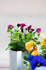 Blue pansy flowers in a white wicker basket