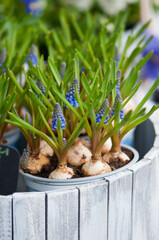 Blue pansy flowers in a white wicker basket