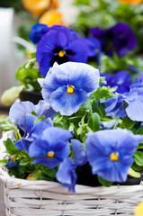 Blue pansy flowers in a white wicker basket