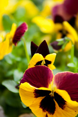 Blue pansy flowers in a white wicker basket