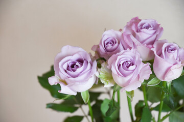 Obraz premium 紫のばら