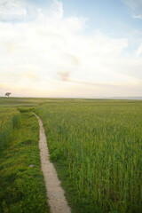 Obraz premium A winding dirt path cuts through a lush green wheat field under a soft sky, creating a peaceful rural landscape at sunset.