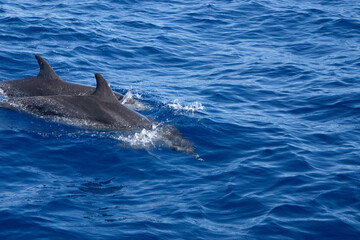 Delfine © Mischa