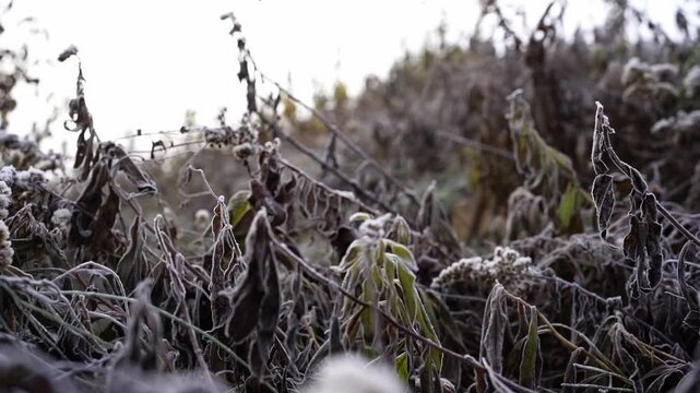 Frost-covered plants in a peaceful meadow during early morning light in autumn