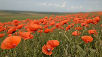 Obraz premium Orange Poppies Swaying in a Wheat Field Under a Cloudy Sky