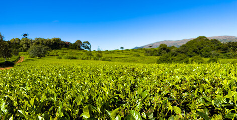 Green tea plantation under a blue sky