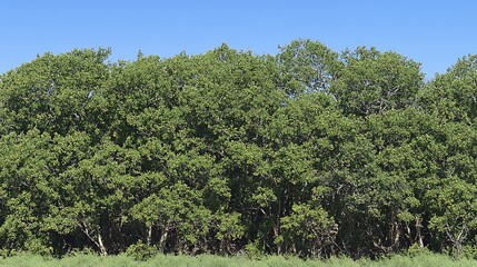 Lush green trees and foliage under a clear bright blue sky