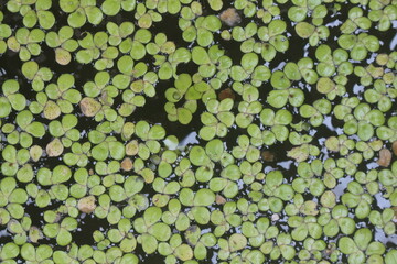 background of green leaves