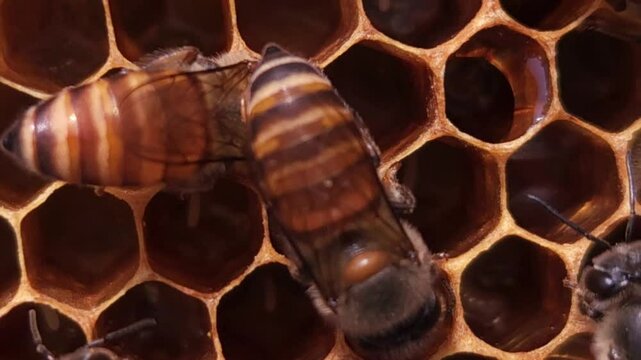 Apis cerana indica Indian honey bee