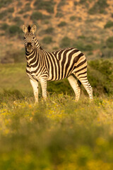 Obraz premium zebra in the grass