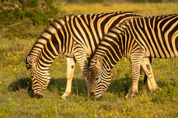 zebra in the grass