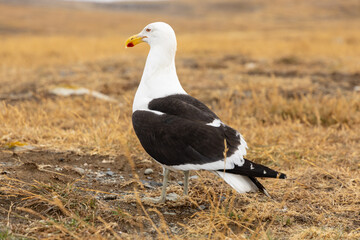 Seagull bird in the wild nature on the seashore. Seagulls adults and young babies, white and gray feather sea birds near the sea on the stones and grass flying and walking on the beach searching food