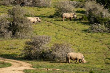 herd of rhinos 