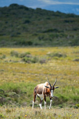 antelope in the wild