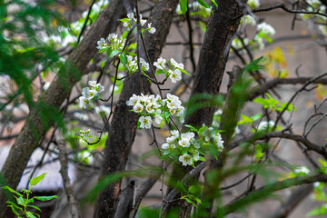 Spring blooming white pear flowers on tree branches. Blurred branches, leaves and bushes in the background. Colorful colors of greenery