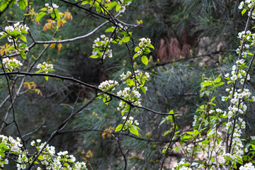 Spring blooming white pear flowers on tree branches. Blurred branches, leaves and bushes in the background. Colorful colors of greenery