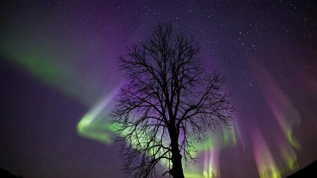 Silhouetted tree against vibrant aurora borealis, captured from a low-angle. The video evokes a serene, mystical atmosphere under a starry sky. Live desktop wallpaper.