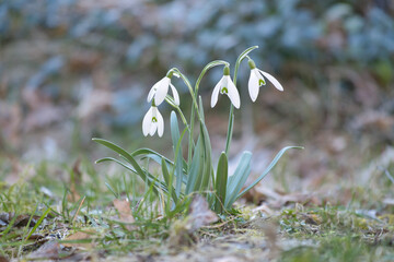 Gentle snowdrops bloom among the green grass in spring. Delicate, white flowers