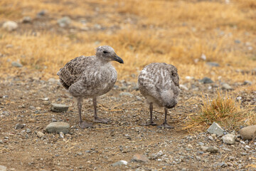 Seagull bird in the wild nature on the seashore. Seagulls adults and young babies, white and gray feather sea birds near the sea on the stones and grass flying and walking on the beach searching food
