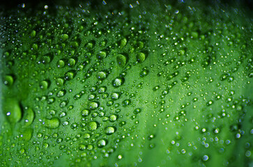 Green leaf with water drops, selective focus with shallow depth of field.