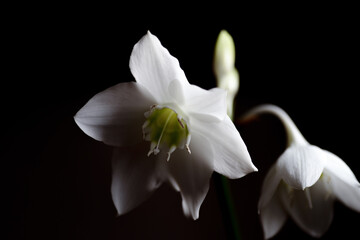 White flowers of Urceolina amazonica (Eucharis amazonica). Selective focus.