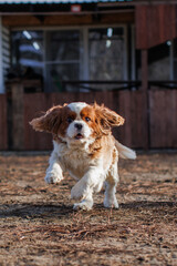 Cavalier King Charles Spaniel runs